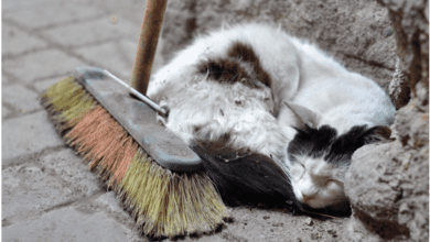 Charity launches declaration to protect cats