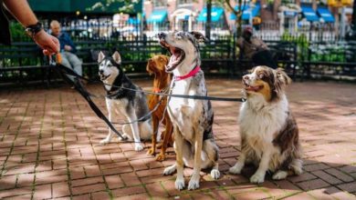 Dog walking one of the most popular ‘side hustles’