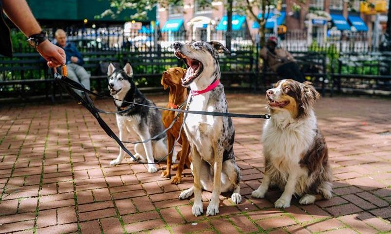 Dog walking one of the most popular ‘side hustles’