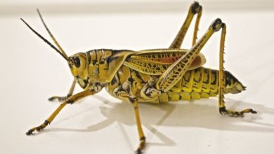Leading insect breeding program gains momentum