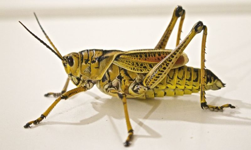 Leading insect breeding program gains momentum