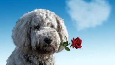 Valentine’s Day campaign promotes healthy pets