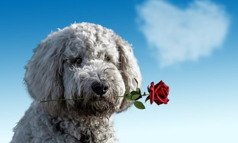 Valentine’s Day campaign promotes healthy pets