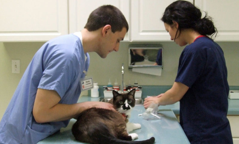 RCVS refines its guidance on communication and informed consent