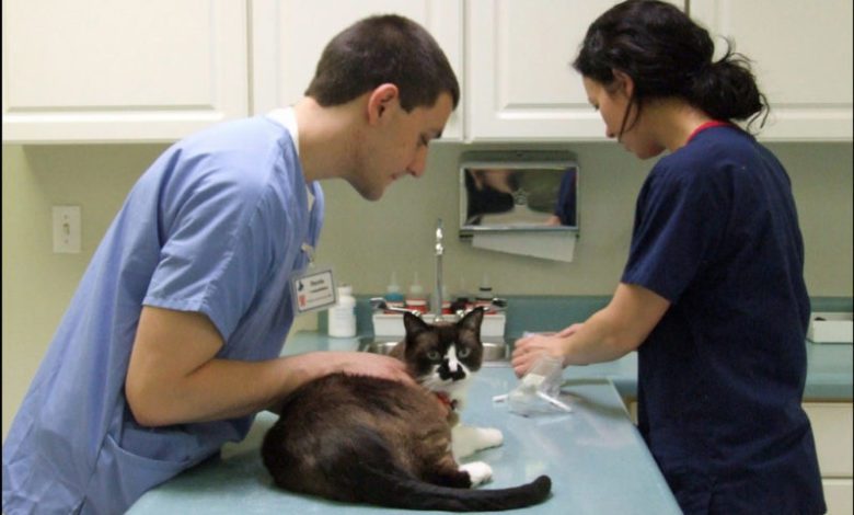 Veterinary Training