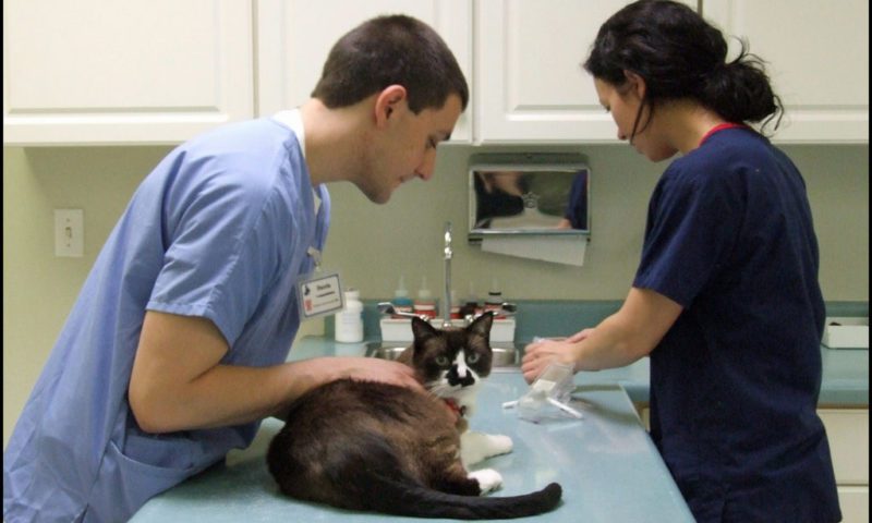 Veterinary Training