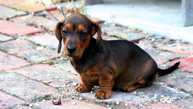 Illegal Puppy Trade