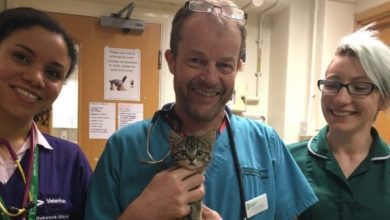 Kitten who beat the odds is honoured by RVC