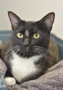 Smoking around pets could kill them, warns vets