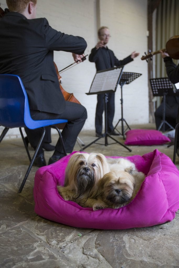 Classical music proven to calm and comfort dogs, Eukanuba finds