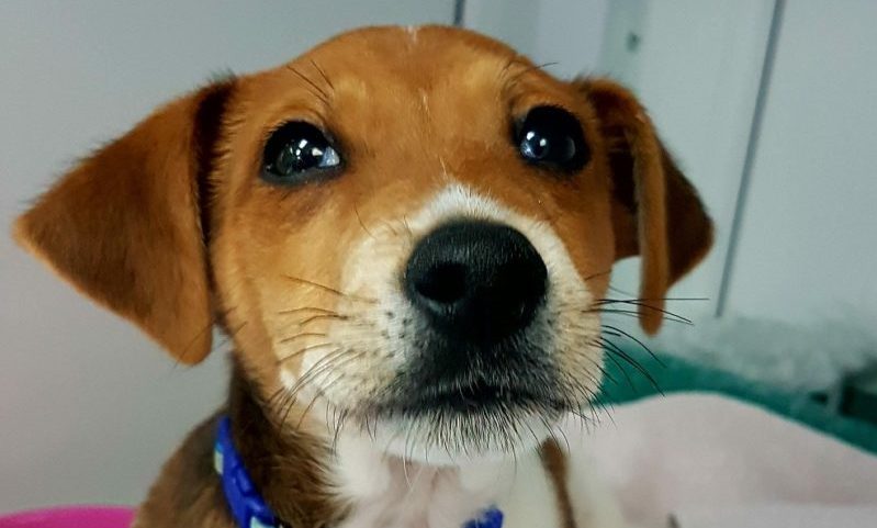 Puppy purchased while parents on holiday finds home