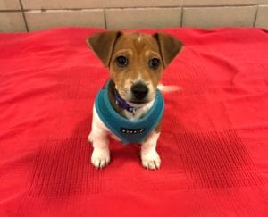 Puppy purchased while parents on holiday finds home