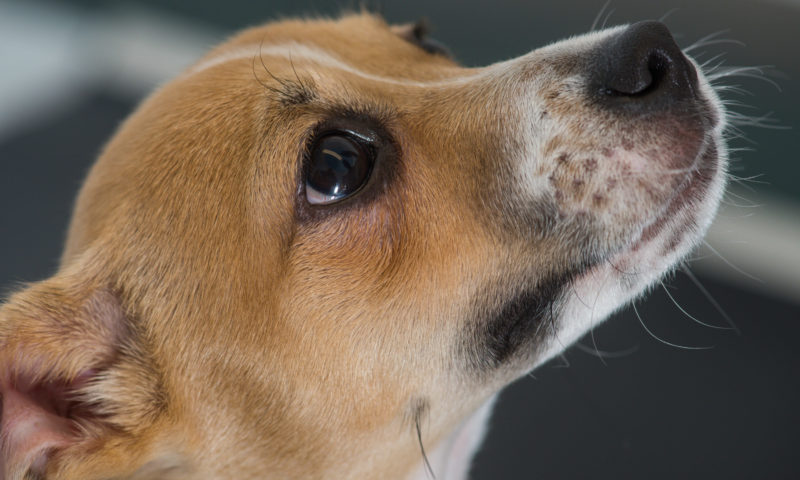 PDSA warns of the fatal dangers of common household medicines