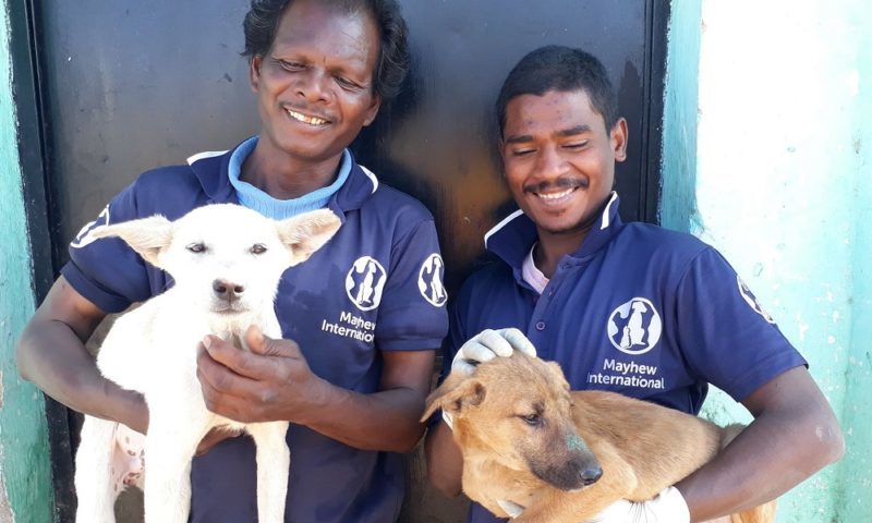 70,000th dog neutered in India thanks to charity team