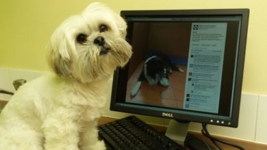 75% of owners diagnose pets using the internet