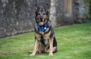 Police dog awarded animals&#039; George Cross