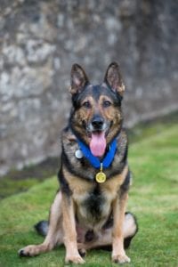 Police dog awarded animals' George Cross