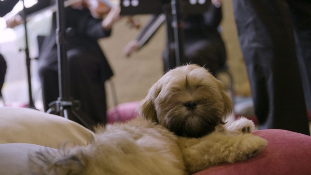 Classical music proven to calm and comfort dogs, Eukanuba finds