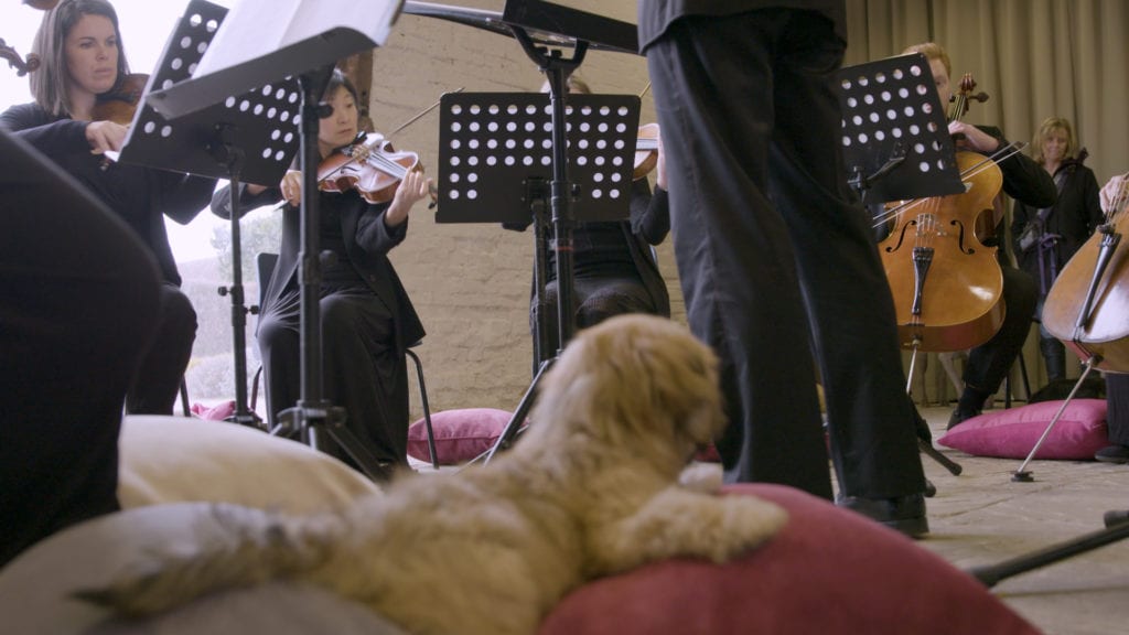 Classical music proven to calm and comfort dogs, Eukanuba finds