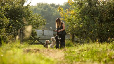 Pet company launches Foundation to help dogs