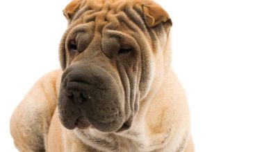 Royal Canin and BVRA announces new receptionist roadshow