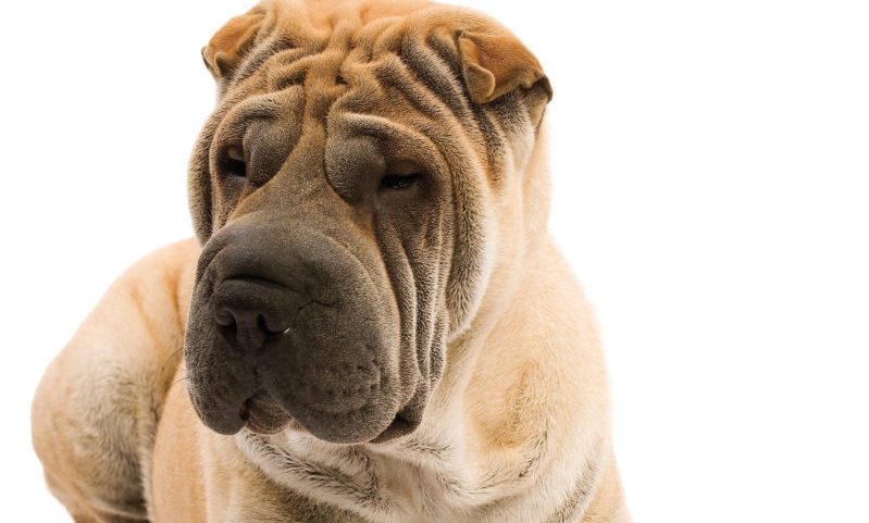 Royal Canin and BVRA announces new receptionist roadshow