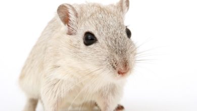 Five animal welfare needs