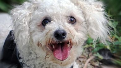 Dog owner convicted of smashing grooming shop window