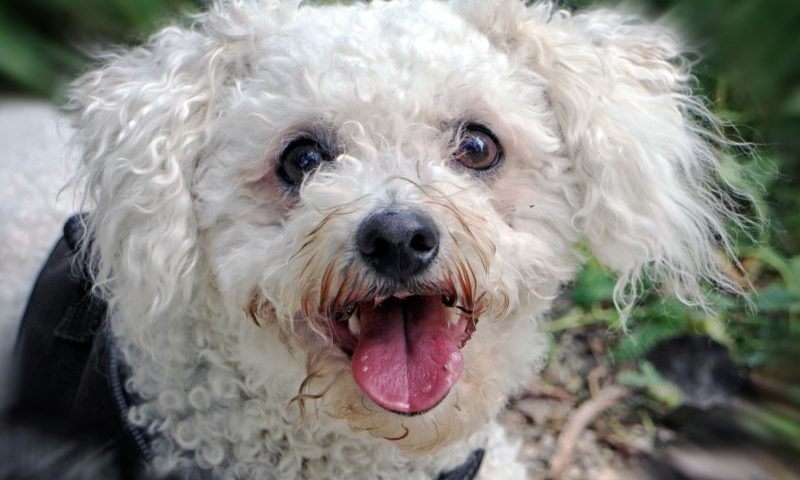 Dog owner convicted of smashing grooming shop window