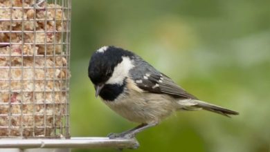 Feeding Birds