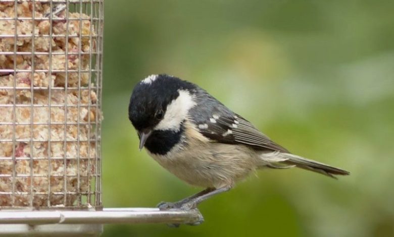 Feeding Birds