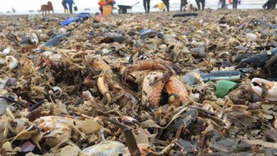 Mass marine life death following storm