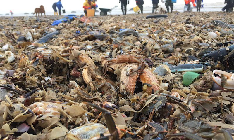 Mass marine life death following storm