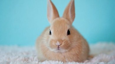 Pets at Home continues ban on rabbit muesli sales