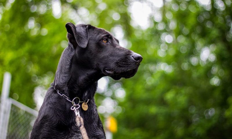 Advert showing boy sat on dog cleared after complaints