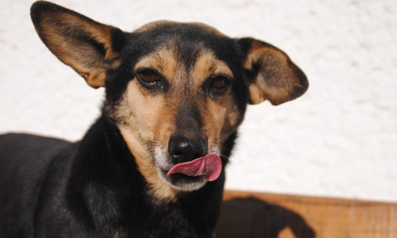 The Real Petfood Company