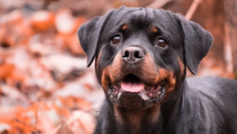 Charity welcomes consultation on electric shock collars