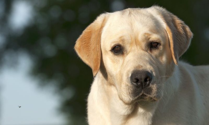 Arden Grange skips PATS Sandown