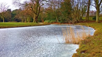 The ‘Beast from the East’ is snow joke for pondkeepers
