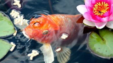 Stepping into spring with pond sales