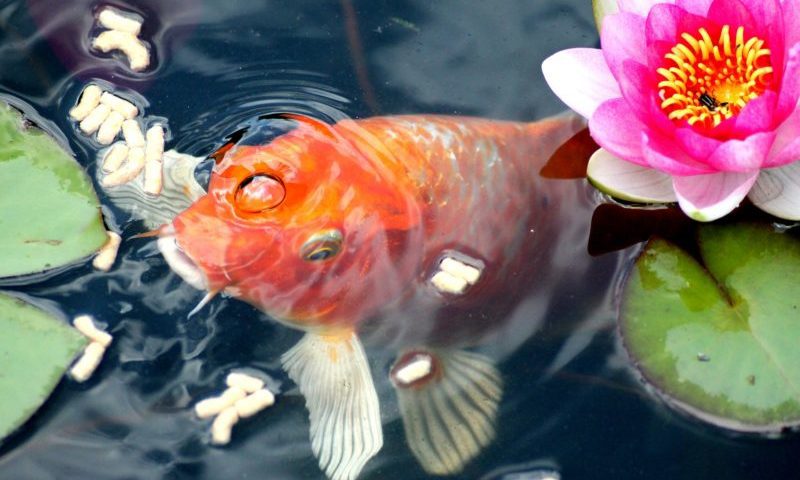 Stepping into spring with pond sales