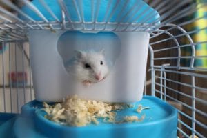 Looking after small animals in hot weather