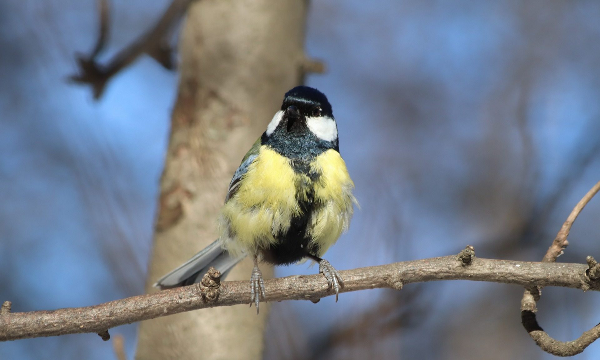 Weather boosts wild bird food sales