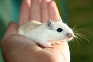 Looking after small animals in hot weather