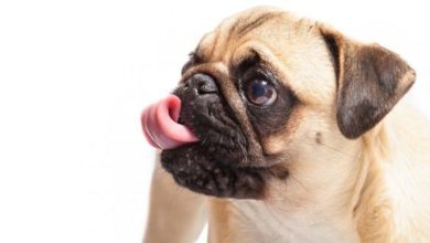 Hate crime conviction for man who trained pug to ‘Nazi Salute’