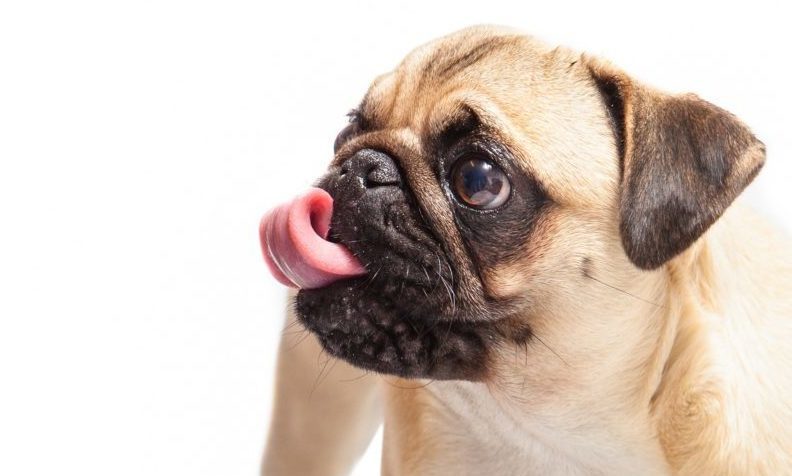 Hate crime conviction for man who trained pug to ‘Nazi Salute’