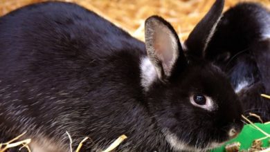 ‘Move away from rabbit muesli’, RAW tells owners