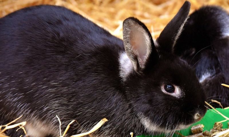 ‘Move away from rabbit muesli’, RAW tells owners