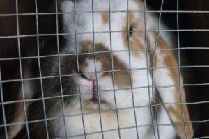 Looking after small animals in hot weather
