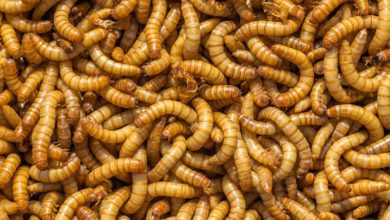 Gut Loading: what are the benefits?